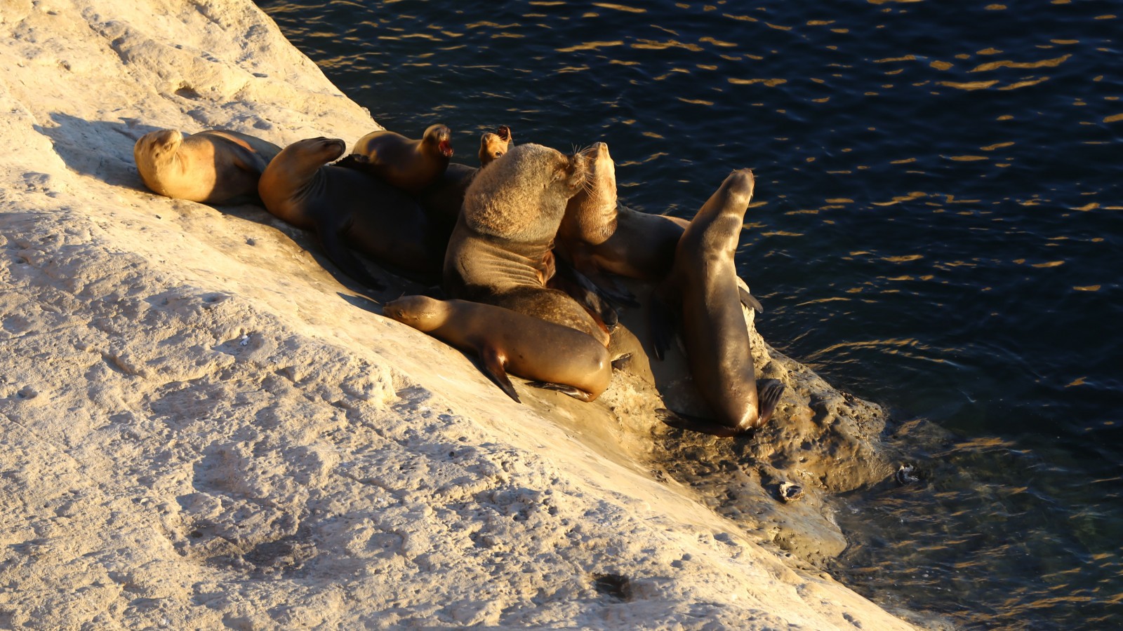 argentina, valdes peninsula